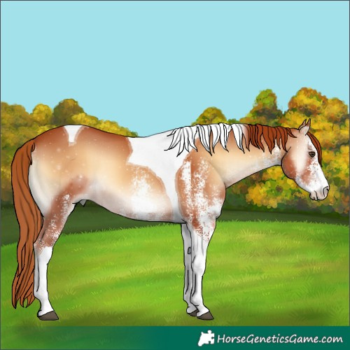 Horse Color:White Spotted Red Onyx Tobiano 