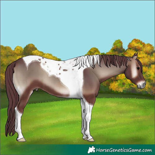 Horse Color:Chocolate Blue Onyx Tobiano 