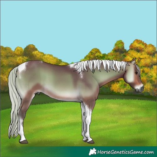 Horse Color:Gray Silver Buckskin Onyx Tobiano 