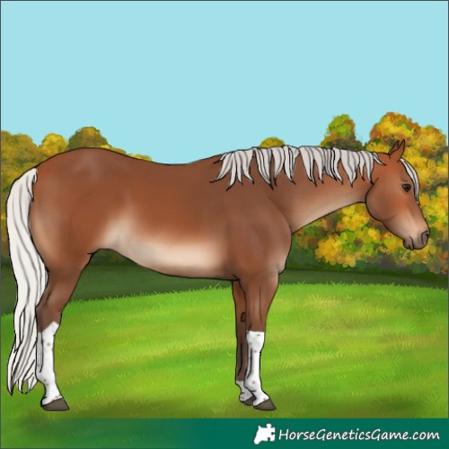 Horse Color:Silver Bay Tobiano