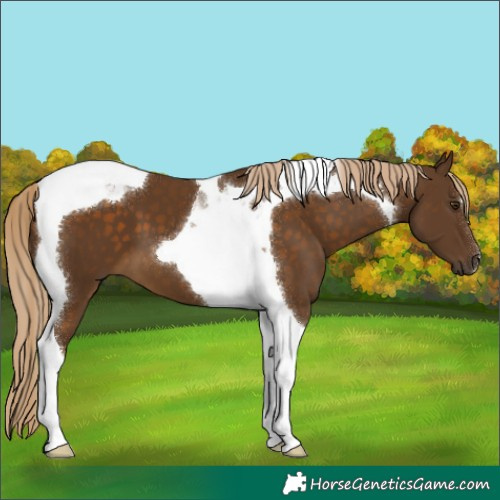Horse Color:Chocolate Palomino Tobiano 