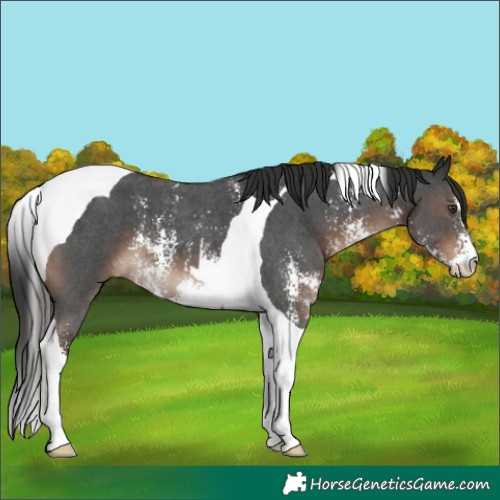 Horse Color:Liver Chestnut Sabino Tobiano 