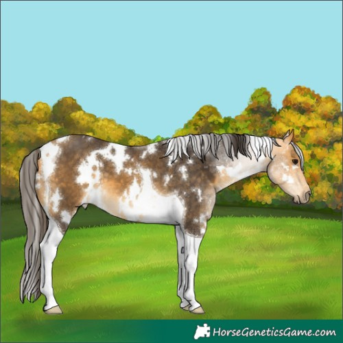 Horse Color:White Spotted Buckskin Tobiano 