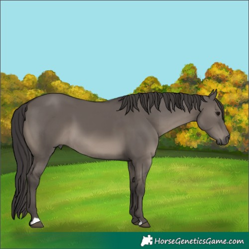 Horse Color:Smoky Grullo 