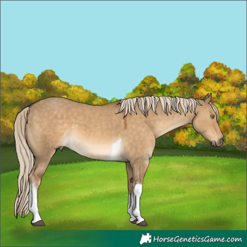 Horse Color:Chocolate Palomino Dun Tobiano 