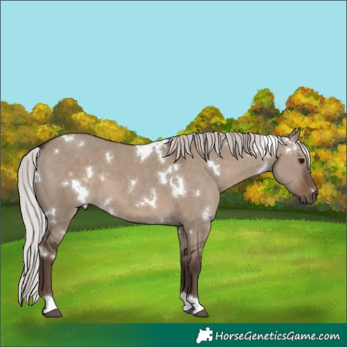 Horse Color:White Spotted Silver Grullo