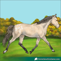 Horse Color:Buckskin Appaloosa 