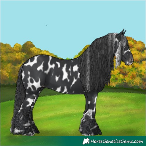 Horse Color:Black Leopard