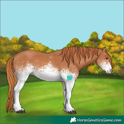 Horse Color:White Spotted Chestnut 