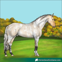 Horse Color:White Spotted Silver Buckskin Roan Dun