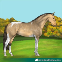 Horse Color:Buckskin Dun Tobiano 