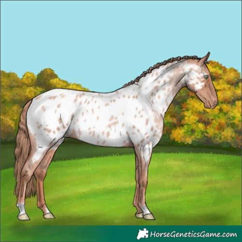 Horse Color:Gold Champagne Roan Near Leopard 