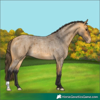 Horse Color:Buckskin Roan Varnish