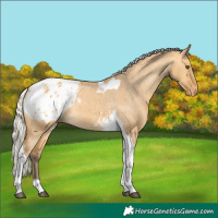 Horse Color:Silver Buckskin Dun Tobiano Blanket