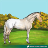 Horse Color:Silver Buckskin Roan Tobiano Appaloosa 