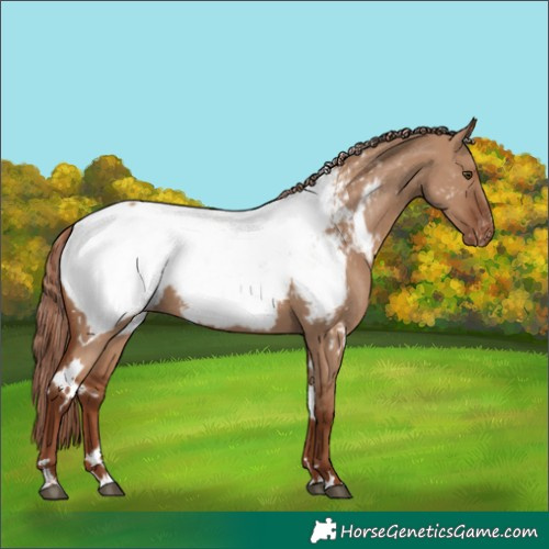 Horse Color:White Spotted Red Dun Appaloosa Rabicano