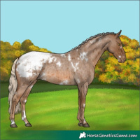 Horse Color:White Spotted Chocolate Palomino Roan Appaloosa Rabicano 