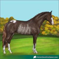 Horse Color:Liver Chestnut Snowcap Rabicano