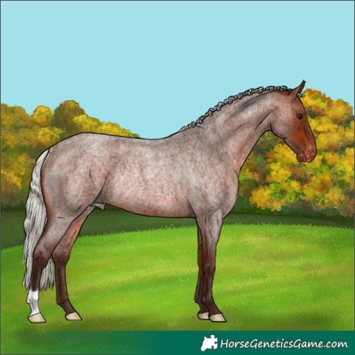 Horse Color:Silver Bay Roan Appaloosa Rabicano 