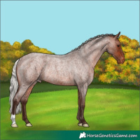 Horse Color:Silver Bay Roan Appaloosa Rabicano 