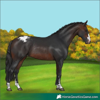 Horse Color:Brown Varnish Rabicano