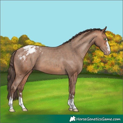 Horse Color:Sable Champagne Appaloosa 