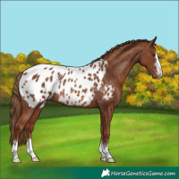 Horse Color:Chestnut Near Leopard Rabicano