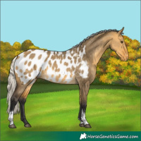 Horse Color:Silver Buckskin Dun Tobiano Blanket
