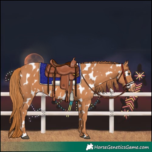 Horse Color:Chestnut Appaloosa