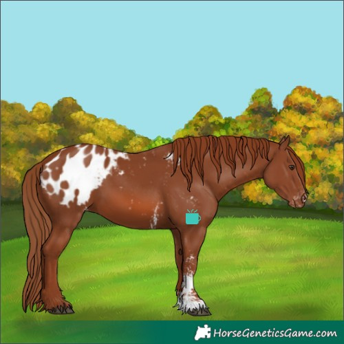 Horse Color:Chestnut Sabino Appaloosa 