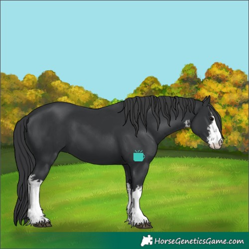 Horse Color:White Spotted Black 