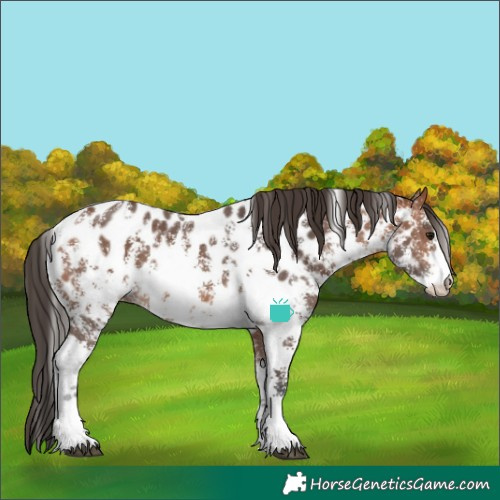Horse Color:Bay Sabino Appaloosa 