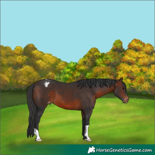 Horse Color:Brown Appaloosa 