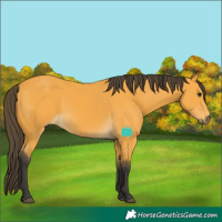 Horse Color:Buckskin 