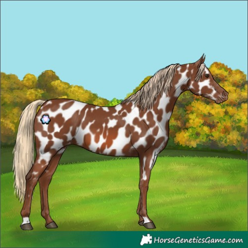 Horse Color:Chestnut Appaloosa 