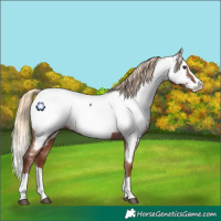 Horse Color:Chestnut Splash Near Fewspot