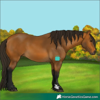 Horse Color:Gray Buckskin 
