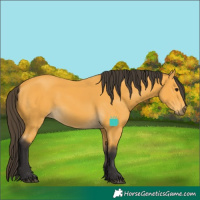 Horse Color:Buckskin 