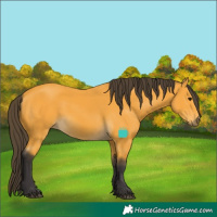 Horse Color:Buckskin