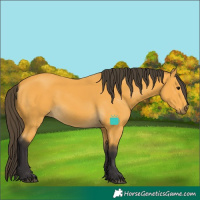Horse Color:Buckskin