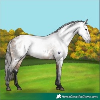 Horse Color:Gray Buckskin Near Leopard 