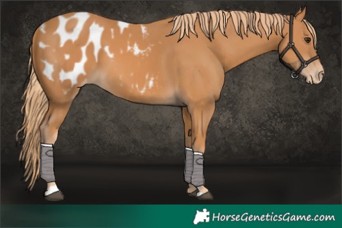 Horse Color:Chestnut Appaloosa 
