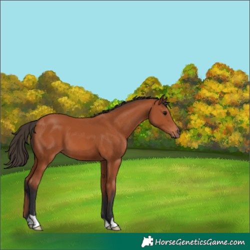 Horse Color:Bay 