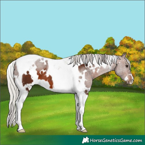 Horse Color:White Spotted Silver Brown Tobiano 