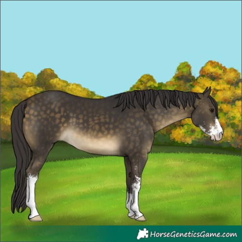 Horse Color:Buckskin Sabino