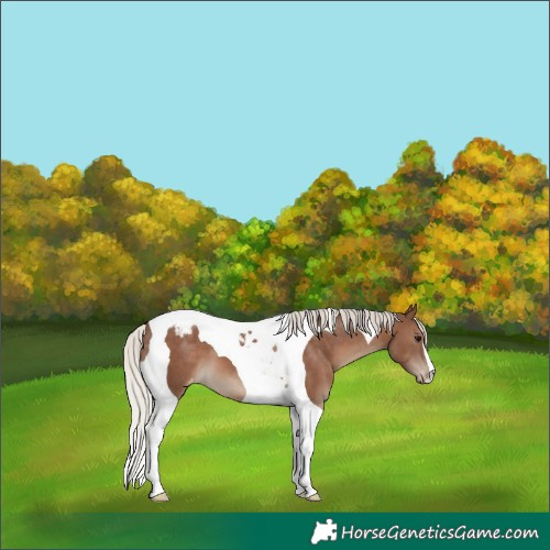 Horse Color:Silver Black Tobiano Appaloosa 