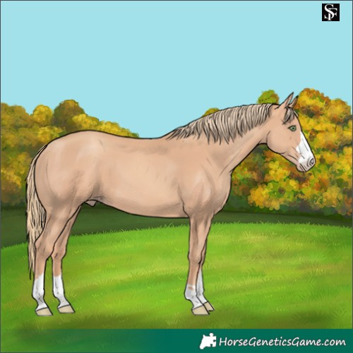 Horse Color:Gold Champagne 