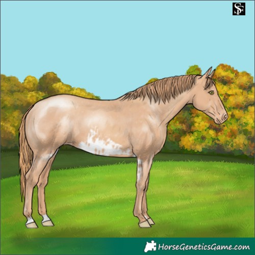 Horse Color:Gold Champagne Skewed Appaloosa 