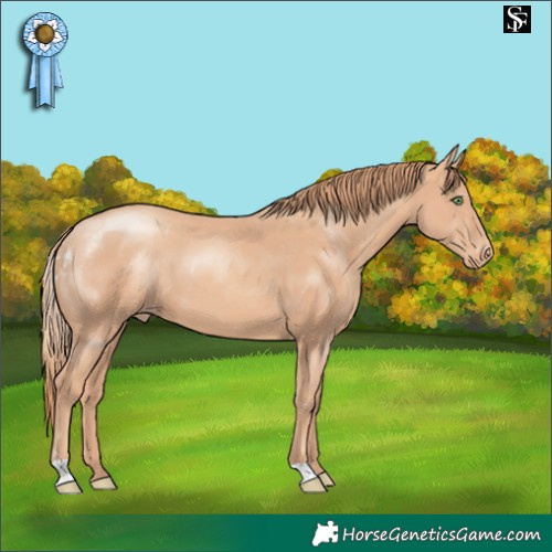 Horse Color:Gold Champagne Skewed Appaloosa 
