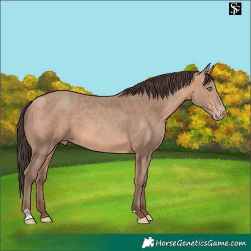Horse Color:Amber Champagne